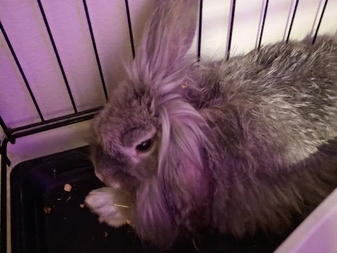 Lionhead – beautiful lionhead Bunny – Norristown