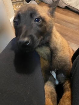 German Shepherd – 4 month female blue German Shepard