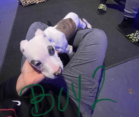 American Pit Bull Terrier – Pitbull puppy