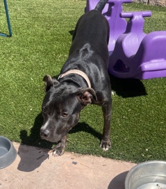 American Pit Bull Terrier – Re Home- Dog
