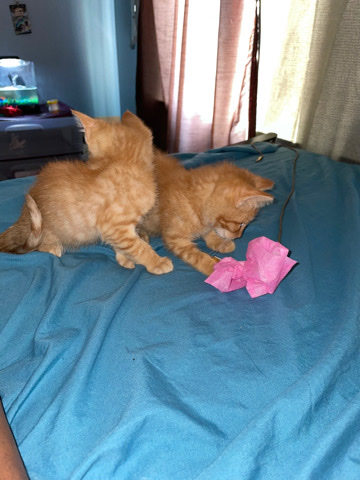 orange tabby