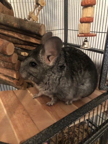 Female Chinchilla for sale (cage included)