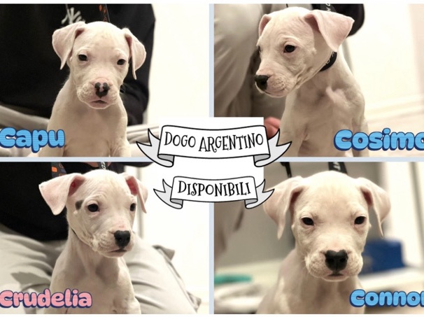 Dogo Argentino – cuccioli dogo argentino – Villadossola