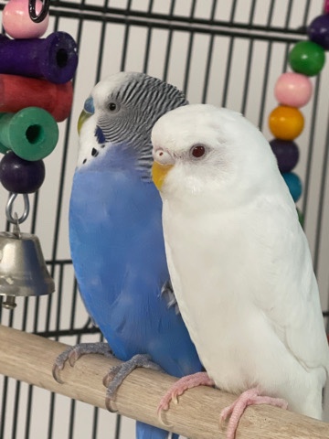 Budgerigar – two budgies/parekeets with all accessories
