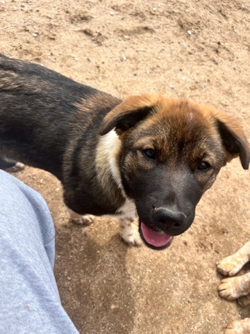 Norwegian Elkhound – still available. ***