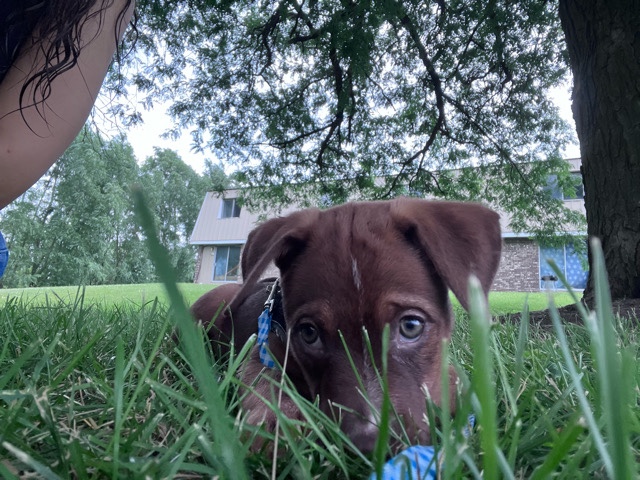 female mixed breed pup. – Fort Dodge