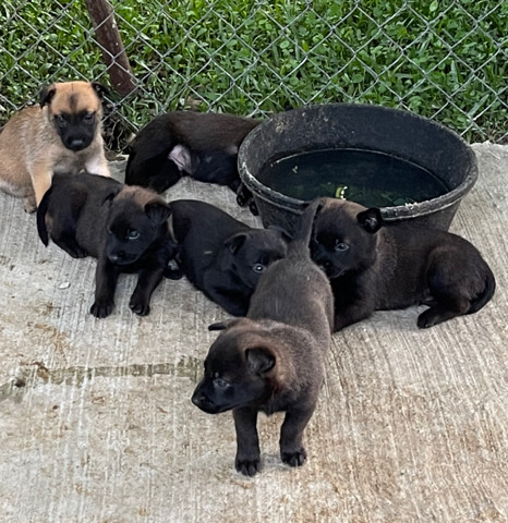 Belgian Shepherd Dog (Malinois) – Belgian malinois