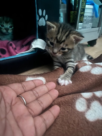 1 month old kittens
