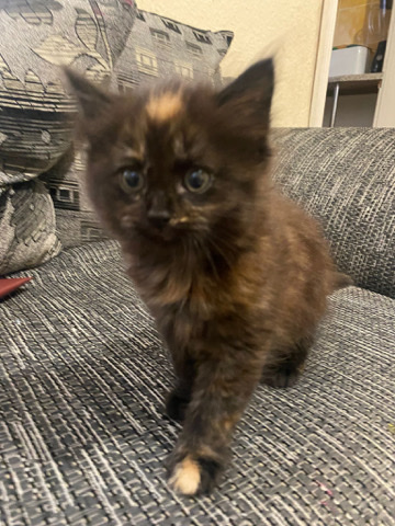 kitten