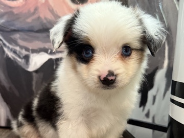 TRUE TOY AUSTRALIAN SHEPHERDS 