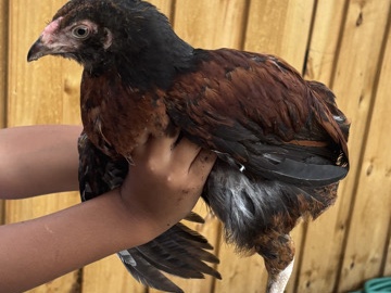 Young Bird Available for Rehoming – 1 Year Old in Houston tx – Houston