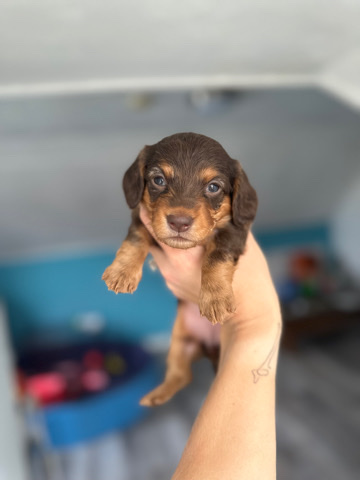 mini long haired dachsunds