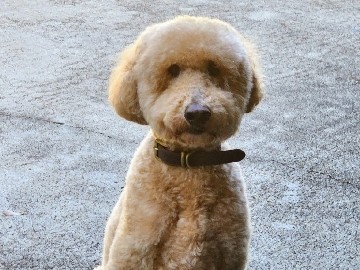 Goldendoodle – Goldendoodle Needing Loving Home – Covington