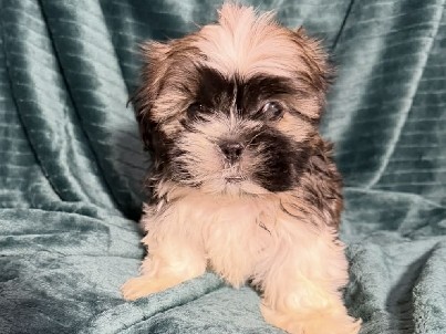 Imperial ShihTzu 