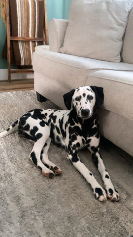 Dalmatian – Loving Dalmatian Puppy