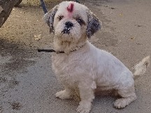 Shih Tzu – LUCKY