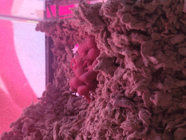Any – rats for sale