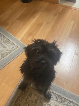 Schnauzer-tzu