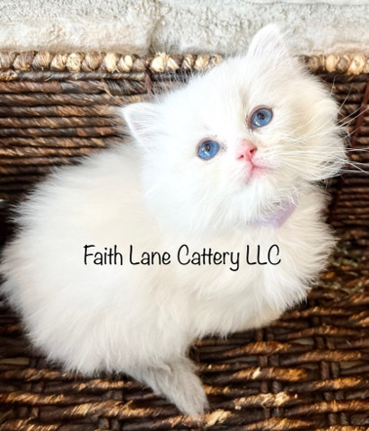 Ragdoll – Ragdoll Kittens