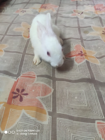 New Zealand – rabbits sale