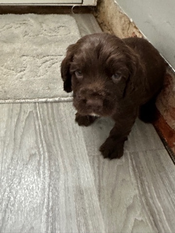 English Cocker Spaniel – cocker Spainels