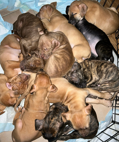 American Bulldog – American Bulldog Puppies