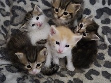 British Shorthair – Flauschige Kitten (Maine Coon / Britisch Kurzhaar Mix) suchen Zuhause – Wiehl