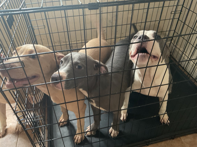 American Pit Bull Terrier – THREE LOVELY FEMALE AMERICAN PITBULLS PUPPIES – New York