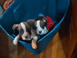 American Pit Bull Terrier – Puppies !!! – St. Louis
