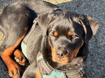 Rottweiler – Need Rehome Urgently – Memphis
