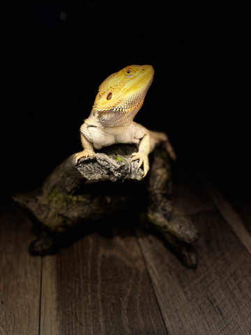 1 year old male bearded dragon