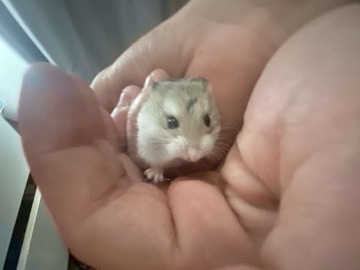 dwarf hamster and setup