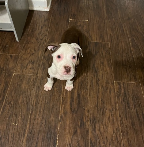 beautiful puppy