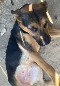 German Shepherd – German Shepherd/Rottweiler
