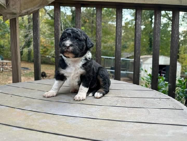 Golden Retriever – Aura Pups
