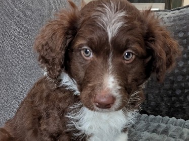 Mixed Breed – PortieCollie Pups – Owego