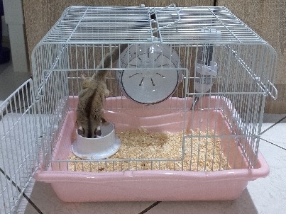 Sugar Glider – سنجاب طائر أو شوقر قلايدر بصحة ممتازة جدا
