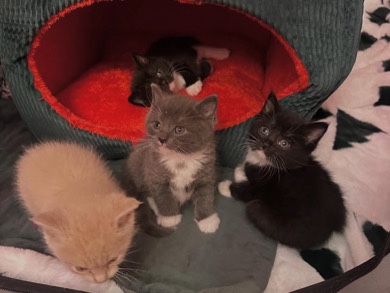rehome kittens – Vancouver