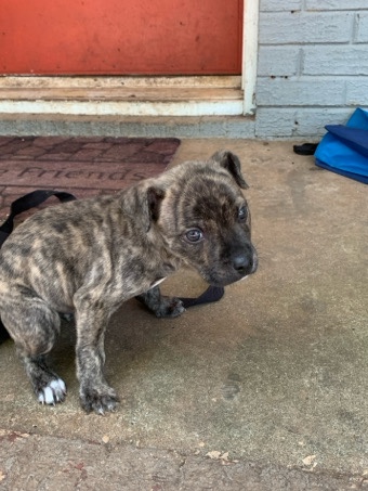 Cane Corso – I’m selling my tri colored cane Corso