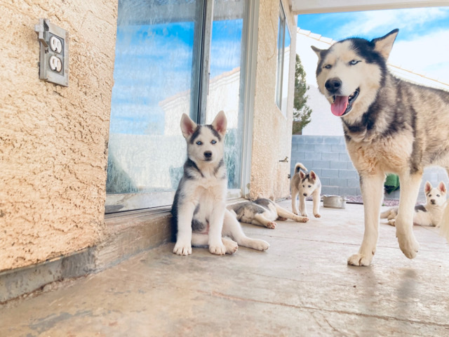 Siberian Husky – fullbred Siberian husky puppies