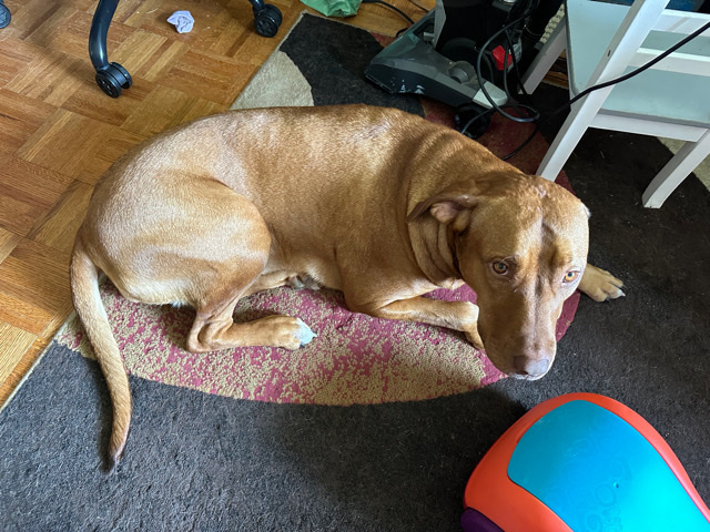 Vizsla – Lola needs a forever home