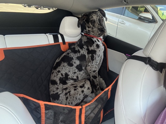 Rehoming our Sweet Boy George the Great Dane 