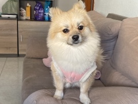 Pomeranian – se da en adopción pomerania