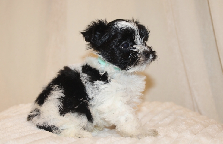 Yorkshire Terrier – Yorkshire Terrier