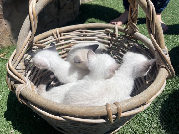 Siamese – White Siamese Kittens