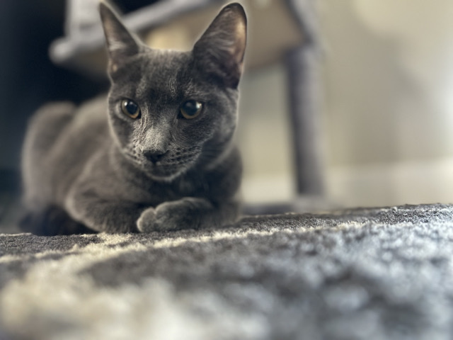 Spayed female cat for adoption – San Tan Valley