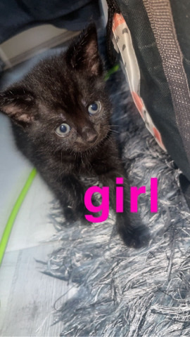 Kittens