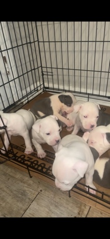 American Staffordshire Terrier – Gotti Puppies