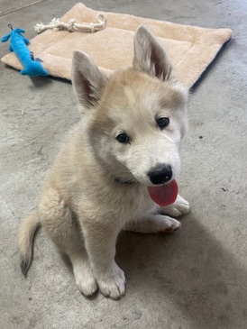 Siberian Husky – 7 Week Fluffy Husky Pup