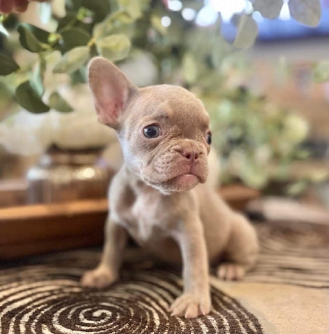 French Bulldog – french bulldog